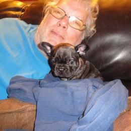 French Bulldog Puppies from Teri's French Bulldogs of West Texas