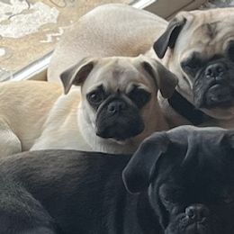 Pugs from Pug Happy