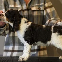 English Springer Spaniel Puppies from Spellcraft Springers