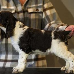English Springer Spaniel Puppies from Spellcraft Springers