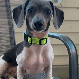 Wetzel - Dachshund