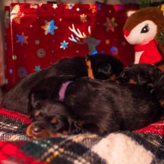 Beauceron Puppies from Beaucerons Des Vents