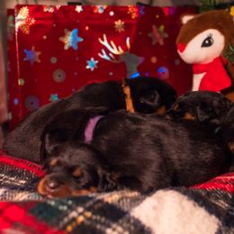 Beauceron Puppies from Beaucerons Des Vents