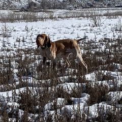 Bracco Italiano puppies from Snow Peak Kennel