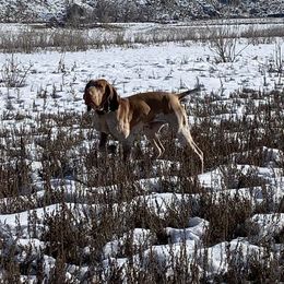 Bracco Italiano puppies from Snow Peak Kennel