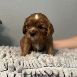 Sally - Ruby Cavalier King Charles Spaniel puppy in Lambertville, Michigan from Dream Dog LLC