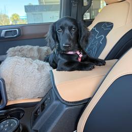 Dachshund Puppies from Shelby Stewart