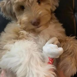 Aussiedoodle Puppies from Fetch Love Farms