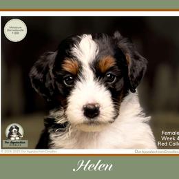 Aussiedoodle and Bernedoodle Puppies from Our Appalachian Doodles