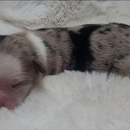 April - Blue merle female Miniature Australian Shepherd puppy in Deer Park, Washington from Rodeo Aussies