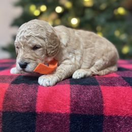 Ellie's Orange Collar Male - Apricot male Goldendoodle puppy in Piedmont, South Carolina from The Farm at Saluda Ridge