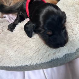 Olly - Black and cream male Dachshund puppy in Proctor, Montana from Blue Star Dachshunds