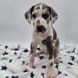 Bella - Harlequin female Great Dane puppy in Kannapolis, North Carolina from Carolina Great Danes & Toy Poodles