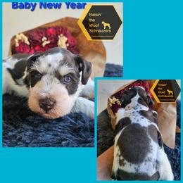 Baby New Year - Parti male Miniature Schnauzer puppy in Crosby, Texas from Raisin' the Woof Schnauzers