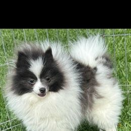 Opossum - Blue parti female Pomeranian puppy in Corydon, Indiana from Kortes Pomeranians