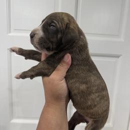 Amy Grant - Chocolate brindle female Great Dane puppy in Florida from Beachside Kennels