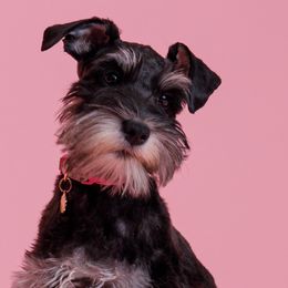 Miniature Schnauzers from Bellas Schnauzers