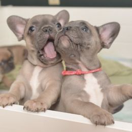 French Bulldogs from Tea Too Frenchies