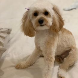 Poppy - Cavapoo
