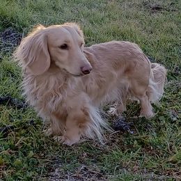 Tulow - Dachshund