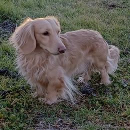Tulow - Dachshund
