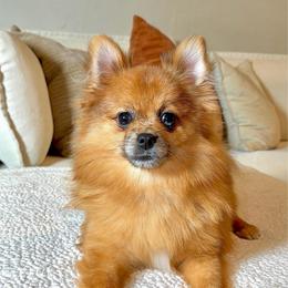 Eggos FULL AKC - Chocolate merle female Pomeranian puppy in Hampton, Virginia from Hearts Of Love