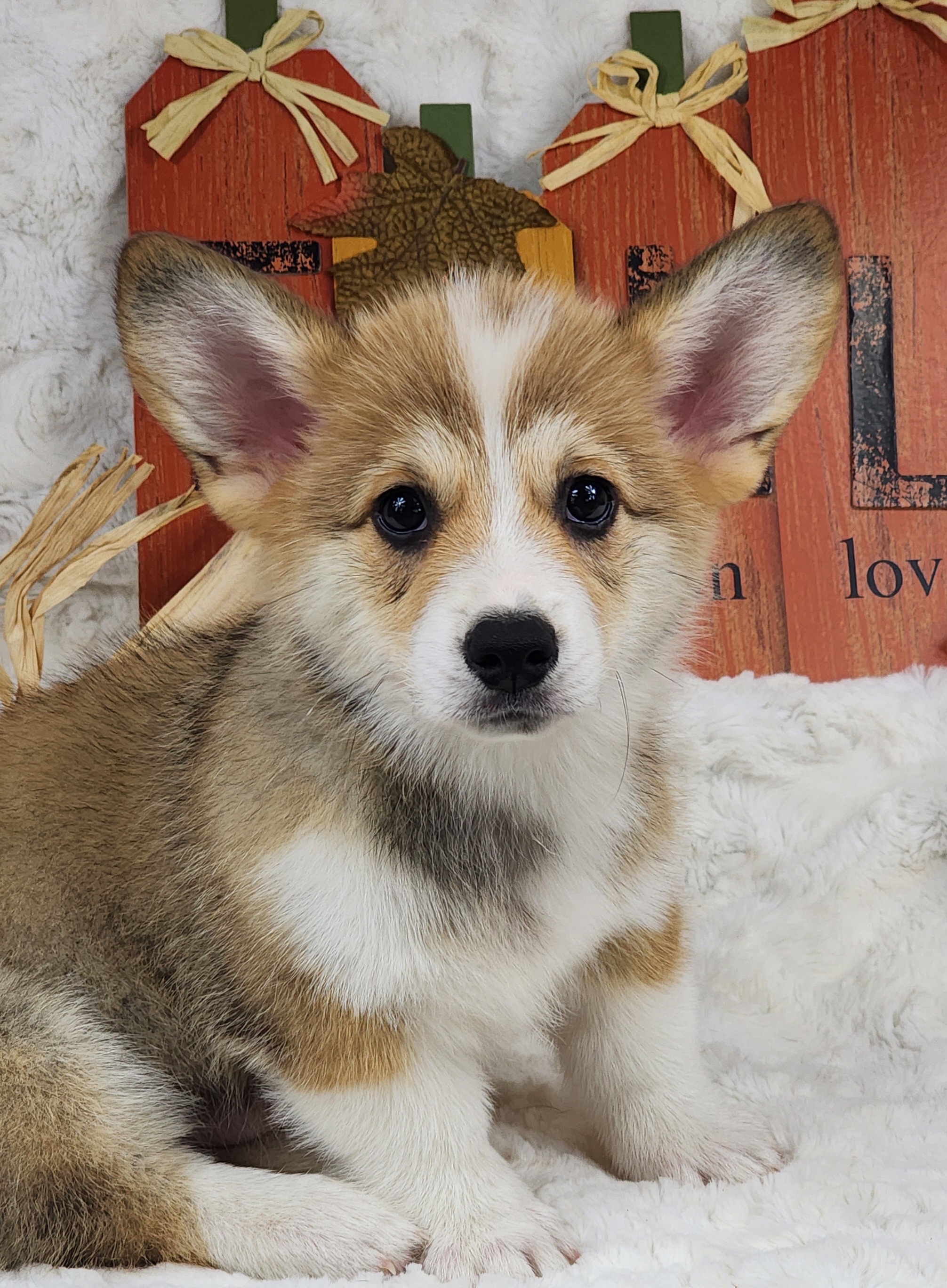 Pembroke Welsh Corgi Puppies from Hilltop Corgis