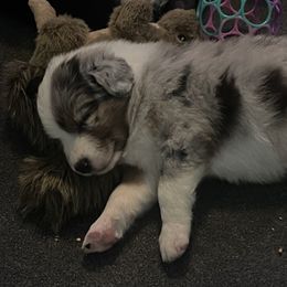 Australian Shepherd Puppies from Lil Klimuk's Australian Shepherds