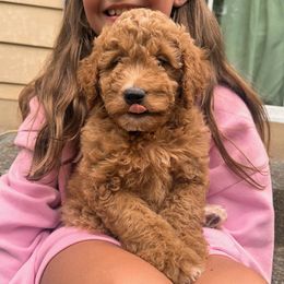 Bruno - Red male Bernedoodle puppy in Washougal, Washington from Sandy Creek Bernedoodles