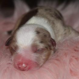 Lady - Red merle female Australian Shepherd puppy in Star City, Arkansas from Circle P Farm Australian Shepherds