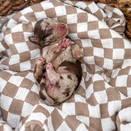 Brewed with love- Crema - Merle female Goldendoodle puppy in Russell Springs, Kentucky from Milk & Honey Doodles