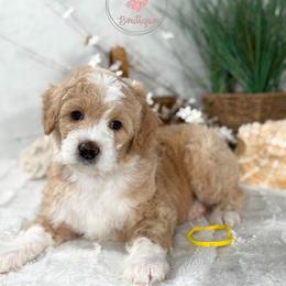 Yellow boy - Red male Bernedoodle puppy in Waukesha, Wisconsin from Bernedoodle Boutique (and Cavapoos)