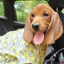 Redbone Coonhound Puppies from Shannon Family Redbone Coonhounds