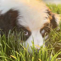 Miniature Australian Shepherds and Toy Australian Shepherds from Ramblin’ Rogue Toy and Mini Aussies