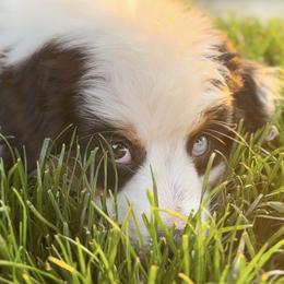 Miniature Australian Shepherds and Toy Australian Shepherds from Ramblin’ Rogue Toy and Mini Aussies