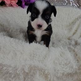 Violet - Black and tan female Companion Cross puppy in Decatur, Illinois from Petite Pups