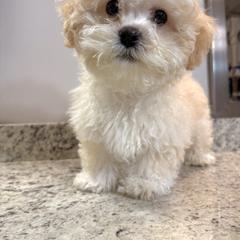 Shichon All Grown Up from Nona's Shichons