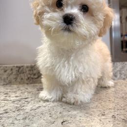 Shichon All Grown Up from Nona's Shichons