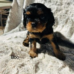 Boo - Black and tan female Cavalier King Charles Spaniel puppy in Temecula, California from McKenna Cavaliers in Southern California