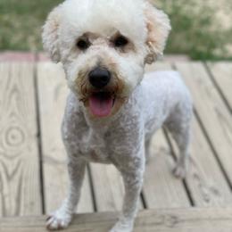 Beau - Goldendoodle