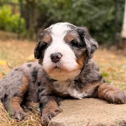 Peter - Merle male Bernedoodle puppy in Sandy, Oregon from MC Doodles