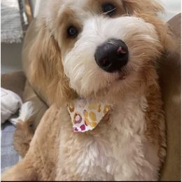 Bernedoodle and Goldendoodle All Grown Up from Doodle My Heart