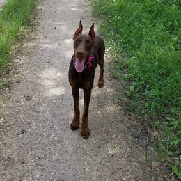 Doberman Pinscher All Grown Up from Veronnica Cumplido