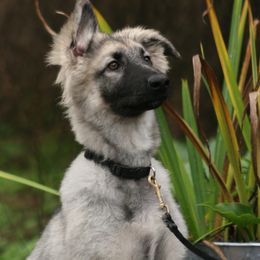 Shiloh Shepherd Puppies from Solace Shilohs