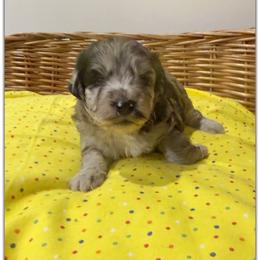 Girl 4 Aussie Doodle - Blue merle female Miniature Australian Shepherd puppy in Pensacola, Florida from TNT MINI AUSSIES