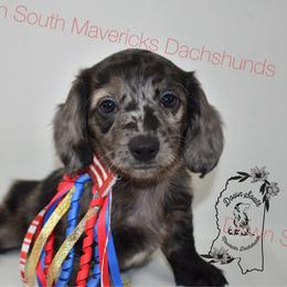 Dapple girl - Dapple female Dachshund puppy in Seminary, Mississippi from Down South Mavericks Dachshunds