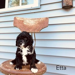 Etta - Black and white female Bernedoodle puppy in Spring Valley, Wisconsin from Filipiak Breeders