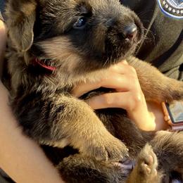German Shepherd Puppies from Broward Shepherds