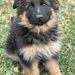 German Shepherd Puppies from Golden Ridge