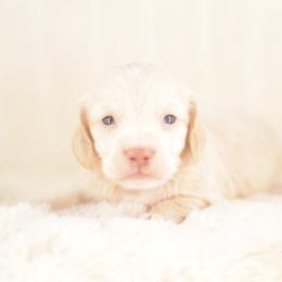 Goose - FULL AKC Cream Silky - Cream male Dachshund puppy in Neosho, Missouri from A Walk In The Park